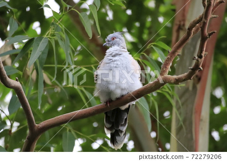 Campbell Town Wild Bird Forest Crested Pigeon Campbell Town Wild Bird Forest Crested Pigeon 72279206