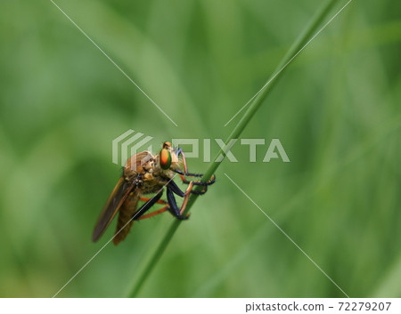 Aomeab, a carnivorous insect, perching on the stem 72279207