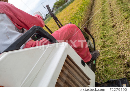 Rice reaping Rice reaping 72279590