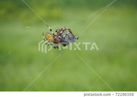 Weak coast Weak coast 72280108