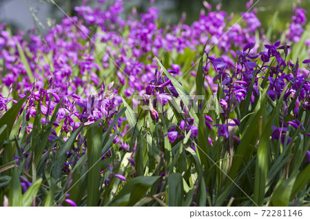 Purple flowers are in bloom in the park. The name of this flower is purple orchid (silane). Purple flowers are in bloom in the park. The name of this flower is purple orchid (silane). 72281146