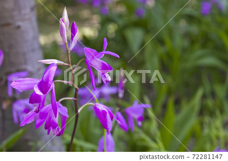 Purple flowers are in bloom in the park. The name of this flower is purple orchid (silane). 72281147