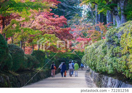 Autumn leaves on the approach to the Danjo Garan 72281256