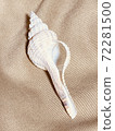 Conch white 72281500