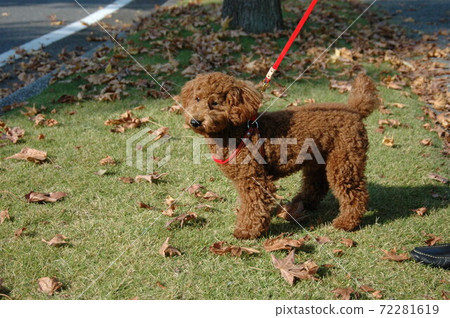 A walk with a toy poodle Stock Photo 72281619 PIXTA