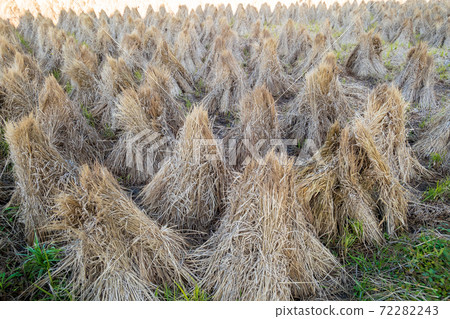 Rice straw stand Rice straw stand 72282243