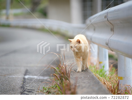 A cat walking on the road along the fishing port A cat walking on the road along the fishing port 72282872