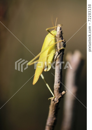 Grasshopper Grasshopper 72283138