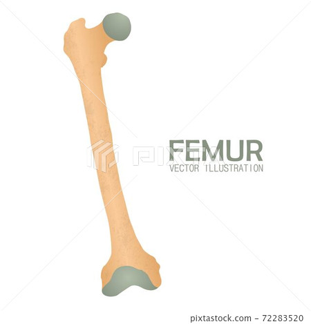 Femur bone vector illustration isolated on white background Femur bone vector illustration isolated on white background 72283520