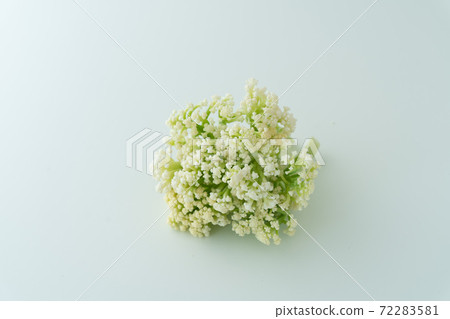 Califlower Califlore Califlower Califlore 72283581