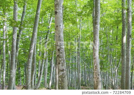 Beautiful forest Beautiful forest 72284709