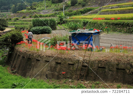 Mountain village scenery on the outskirts of Yamaguchi City Rice terraces and cluster amaryllis 72284711