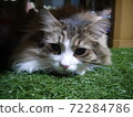 人造草皮貓 72284786