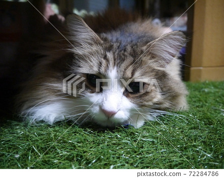 人造草皮貓 人造草皮貓 72284786