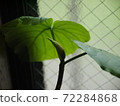 繖形芽菜 72284868
