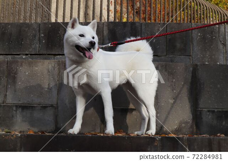 [北海道犬]在秋天的公園散步的阿伊努犬 72284981