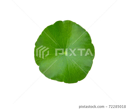 Asiatic leaves isolated on white background. Asiatic leaves isolated on white background. 72285018