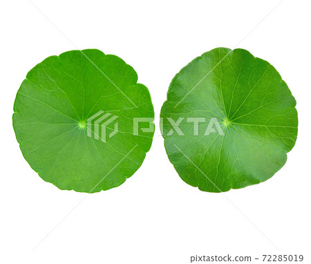 Asiatic leaves isolated on white background. 72285019