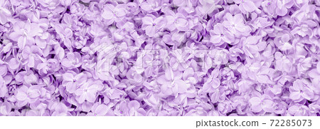 Lilac flowers closeup on tender violet background Lilac flowers closeup on tender violet background 72285073