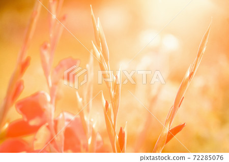 Red Gladiolus in golden sunlight. Orange background Red Gladiolus in golden sunlight. Orange background 72285076