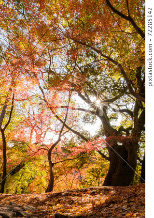 銀杏與秋葉之間的多彩合作。 72285142