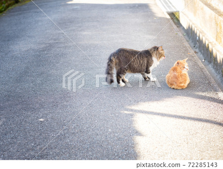 輕輕靠近時似乎很寂寞的貓 72285143