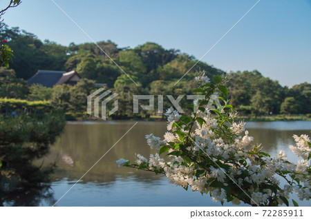 White flowers blooming on the banks of a pond in a Japanese garden (Sankeien Garden, Yokohama, Kanagawa Prefecture) White flowers blooming on the banks of a pond in a Japanese garden (Sankeien Garden, Yokohama, Kanagawa Prefecture) 72285911