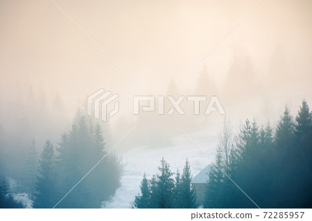 spruce trees on the hill on a foggy morning. beautiful nature scenery in winter. backlit silhouettes in mist 72285957