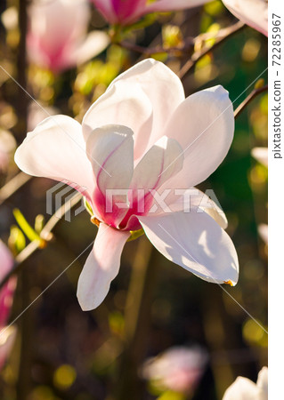 pink magnolia blossoms in morning light. beautiful nature background in springtime. bright sunny day. harmony concept pink magnolia blossoms in morning light. beautiful nature background in springtime. bright sunny day. harmony concept 72285967