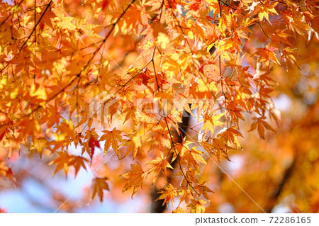Orange autumn leaves in the sunlight 72286165