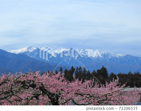雪和桃花的中央阿爾卑斯山 72286315