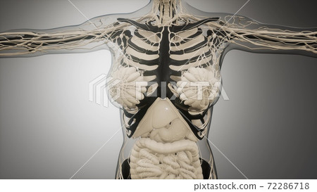 Transparent Human Body with Visible Bones Transparent Human Body with Visible Bones 72286718