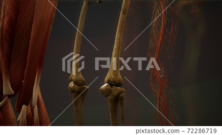 Animated 3D human anatomy illustration Animated 3D human anatomy illustration 72286719