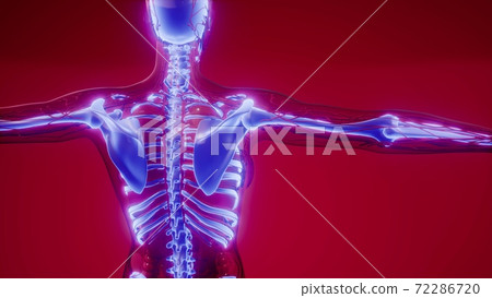 Transparent Human Body with Visible Bones Transparent Human Body with Visible Bones 72286720