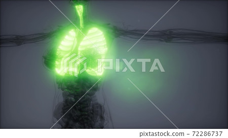 Human Lungs Radiology Exam 72286737