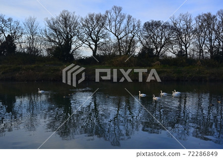 Swan marching on the Oppe River in Kawajima Town, Saitama Prefecture Swan marching on the Oppe River in Kawajima Town, Saitama Prefecture 72286849