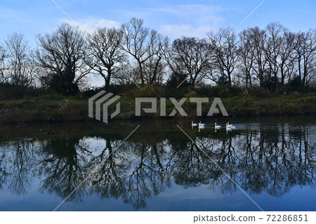 Swan marching on the Oppe River in Kawajima Town, Saitama Prefecture 72286851