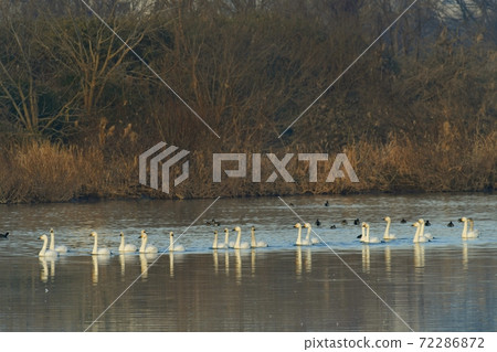 Swan marching on the Oppe River in Kawajima Town, Saitama Prefecture 72286872