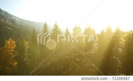 Aerial view of the beautiful autumn forest at sunset with green pine trees Aerial view of the beautiful autumn forest at sunset with green pine trees 72286987