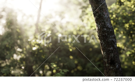 Foggy forest in early morning 72287000