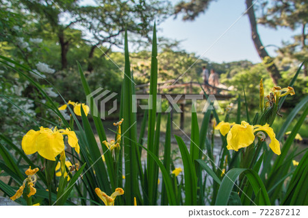 Yellow iris blooming near a stream in a Japanese garden (Sankeien Garden, Yokohama, Kanagawa Prefecture) Yellow iris blooming near a stream in a Japanese garden (Sankeien Garden, Yokohama, Kanagawa Prefecture) 72287212
