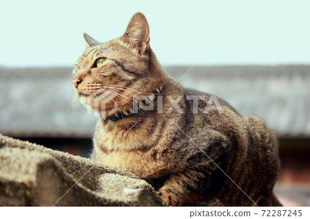 塊壁上的Kijitora 72287245