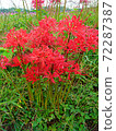 群集孤挺花 72287387