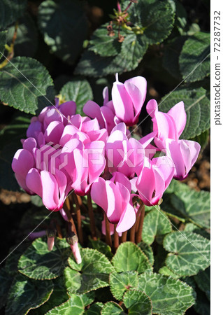 Garden cyclamen Garden cyclamen 72287732