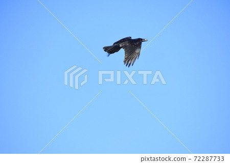 橋下玻璃 橋下玻璃 72287733