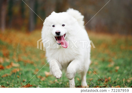 Samoyed running hot sale