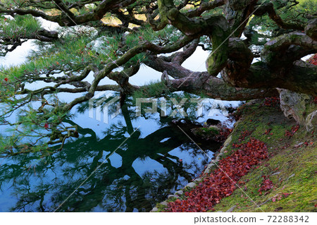 《香川縣》栗林庭園,大松 《香川縣》栗林庭園,大松 72288342