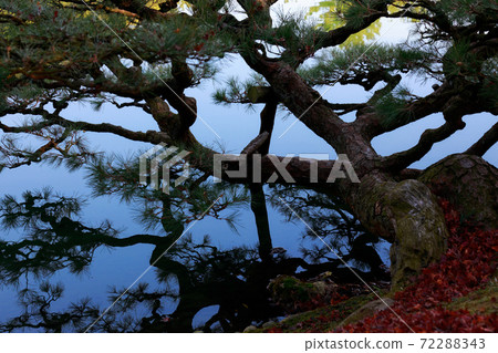 《香川縣》栗林庭園，大松 72288343