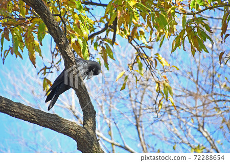 橋下玻璃 72288654