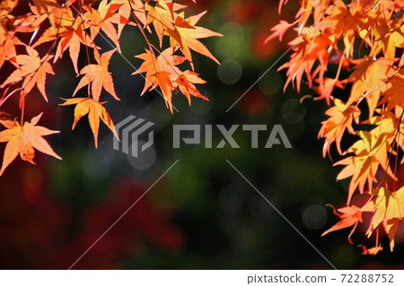 楓樹葉被光照亮 72288752